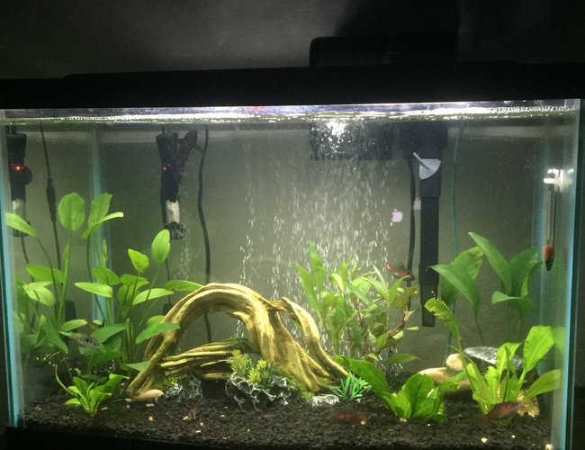 20 gallons planted tank (mostly live plants and fish) - 20 gallon planted with loaches, barbs, catfish, and a blue ram 20 gallons planted tank (mostly live plants and fish) - 20 gallon planted with loaches, barbs, catfish, and a blue ram