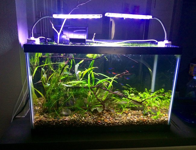 10 gallons planted tank (mostly live plants and fish) - 10 gallon walstad 10 gallons planted tank (mostly live plants and fish) - 10 gallon walstad