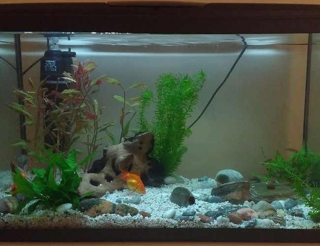 190 gallons planted tank (mostly live plants and fish) - 100 litre freshwater planted tank with bog wood, live plants and rocks. Current fish: Fancy Goldfish, hoplo catfish, glowlight danio, peppered corydora catfish, snails and shrimp.
Thinking about adding a background and more plants, always keen to improve :) 190 gallons planted tank (mostly live plants and fish) - 100 litre freshwater planted tank with bog wood, live plants and rocks. Current fish: Fancy Goldfish, hoplo catfish, glowlight danio, peppered corydora catfish, snails and shrimp.
Thinking about adding a background and more plants, always keen to improve :)
