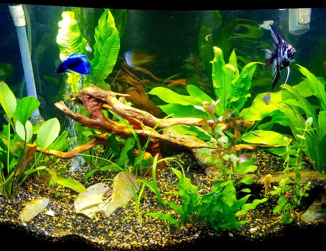 46 gallons planted tank (mostly live plants and fish) - 46 bowfront planted tank 46 gallons planted tank (mostly live plants and fish) - 46 bowfront planted tank