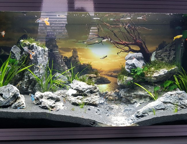 20 gallons planted tank (mostly live plants and fish) - Planted guppy tank 20 gallons planted tank (mostly live plants and fish) - Planted guppy tank