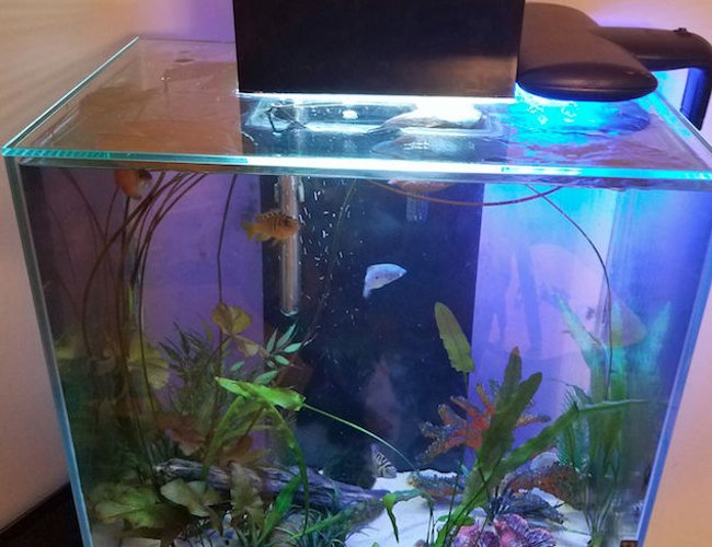 12 gallons planted tank (mostly live plants and fish) - Got this tank at the flea market for $10. I planted a bulb kit with onion, lily, and aponogoten. I did some trial and error with fish. and now i can't stop learning about tanks, fish and plants. 12 gallons planted tank (mostly live plants and fish) - Got this tank at the flea market for $10. I planted a bulb kit with onion, lily, and aponogoten. I did some trial and error with fish. and now i can't stop learning about tanks, fish and plants.