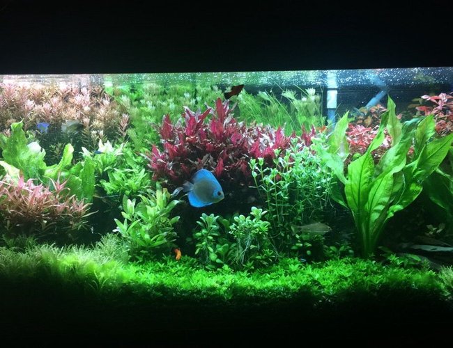 75 gallons planted tank (mostly live plants and fish) - Planted 75 75 gallons planted tank (mostly live plants and fish) - Planted 75