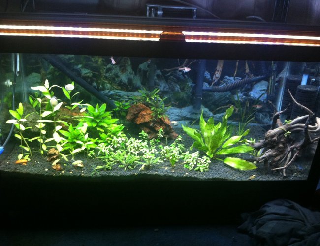 40 gallons planted tank (mostly live plants and fish) - Taken after lights went out so my snails are out and about 40 gallons planted tank (mostly live plants and fish) - Taken after lights went out so my snails are out and about