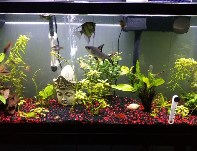 75 gallons planted tank (mostly live plants and fish) - 55 Gallon Semi Aggressive 75 gallons planted tank (mostly live plants and fish) - 55 Gallon Semi Aggressive