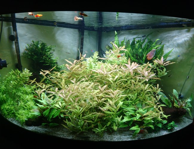 92 gallons planted tank (mostly live plants and fish) - my overgrown jungle 92 gallons planted tank (mostly live plants and fish) - my overgrown jungle