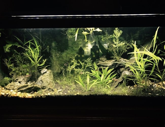 20 gallons planted tank (mostly live plants and fish) - Different lighting 20 gallons planted tank (mostly live plants and fish) - Different lighting