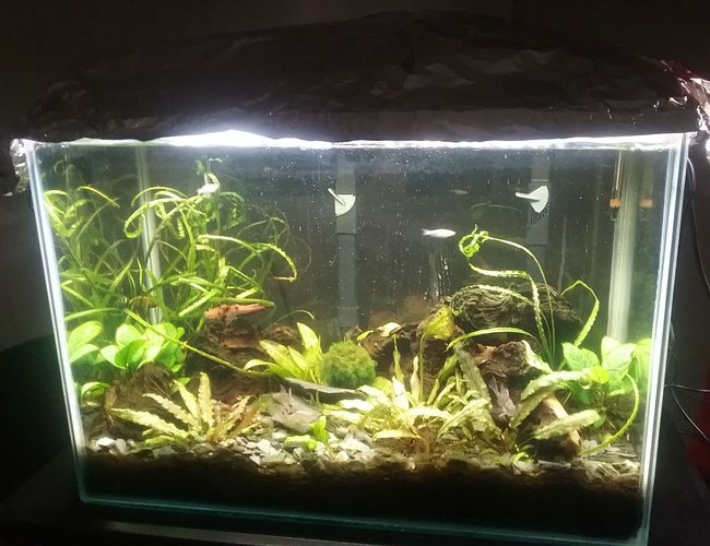 20 gallons planted tank (mostly live plants and fish) - 20 gallon low tech with ecocomplete substrate, 3 bolivian rams and one German blue; 7 Danis, One pleco 20 gallons planted tank (mostly live plants and fish) - 20 gallon low tech with ecocomplete substrate, 3 bolivian rams and one German blue; 7 Danis, One pleco