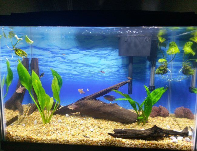 20 gallons planted tank (mostly live plants and fish) - Driftwood, live plants and 3 white tipped rosy tetras, 2 green 1 albino together barbs, 4 harlequin rasboras, yoyo loach, dwarf gourami, 2 ghost shrimp. 20 gallons planted tank (mostly live plants and fish) - Driftwood, live plants and 3 white tipped rosy tetras, 2 green 1 albino together barbs, 4 harlequin rasboras, yoyo loach, dwarf gourami, 2 ghost shrimp.