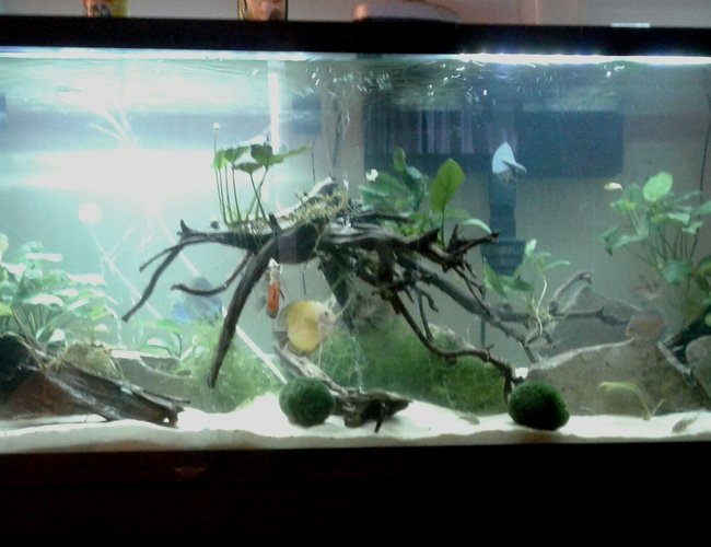 55 gallons planted tank (mostly live plants and fish) - 55g discus tank 55 gallons planted tank (mostly live plants and fish) - 55g discus tank