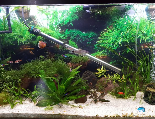 55 gallons planted tank (mostly live plants and fish) - 55 gallon community 55 gallons planted tank (mostly live plants and fish) - 55 gallon community