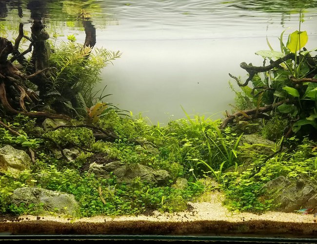53 gallons planted tank (mostly live plants and fish) - 53gal 53 gallons planted tank (mostly live plants and fish) - 53gal