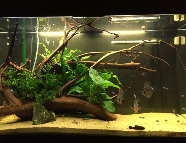 63 gallons planted tank (mostly live plants and fish) - Planted aquarium 63 gallons planted tank (mostly live plants and fish) - Planted aquarium