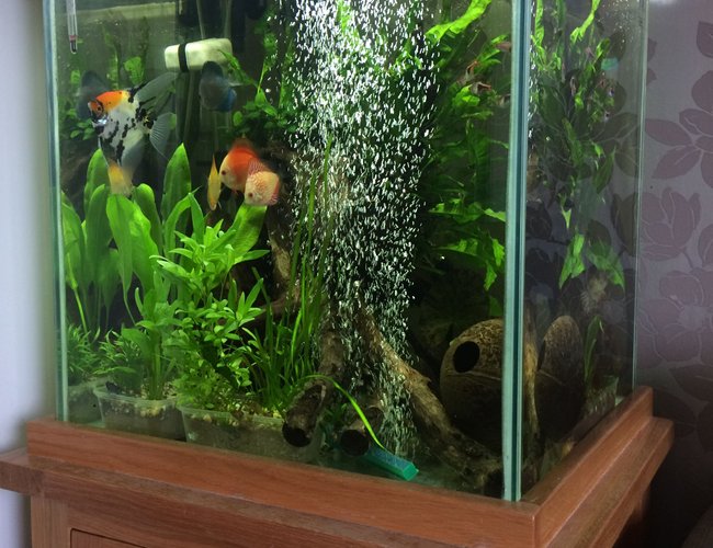 33 gallons planted tank (mostly live plants and fish) - I have aimed for as true to nature as possible with the space that's available.
My love for discus is clearly seen in the pics. 33 gallons planted tank (mostly live plants and fish) - I have aimed for as true to nature as possible with the space that's available.
My love for discus is clearly seen in the pics.