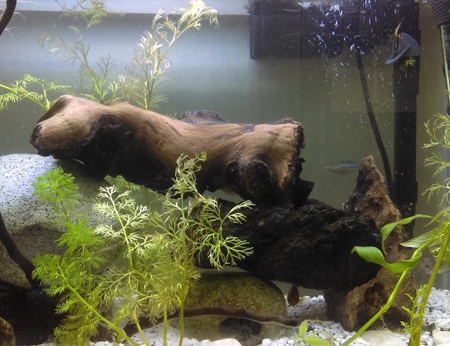 20 gallons planted tank (mostly live plants and fish) - don't mind the bit of mysis shrimp on the plant theyle get to it soon.. 20 gallons planted tank (mostly live plants and fish) - don't mind the bit of mysis shrimp on the plant theyle get to it soon..