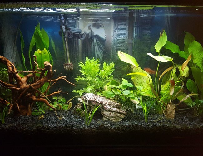 30 gallons planted tank (mostly live plants and fish) - 30 gal Freshwater planted tank, a few Serpae tetra, and one common pleco. I will be adding more fish to the tank, just haven't decided what to add at this time. I'm using an Aquaclear 30 Filtration system as well as an air stone bubbler.
I also have some plant life in the tank, but I'm also adding to this feature of my tank. 30 gallons planted tank (mostly live plants and fish) - 30 gal Freshwater planted tank, a few Serpae tetra, and one common pleco. I will be adding more fish to the tank, just haven't decided what to add at this time. I'm using an Aquaclear 30 Filtration system as well as an air stone bubbler.
I also have some plant life in the tank, but I'm also adding to this feature of my tank.