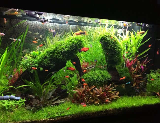33 gallons planted tank (mostly live plants and fish) - Planted tank with live barriers 33 gallons planted tank (mostly live plants and fish) - Planted tank with live barriers