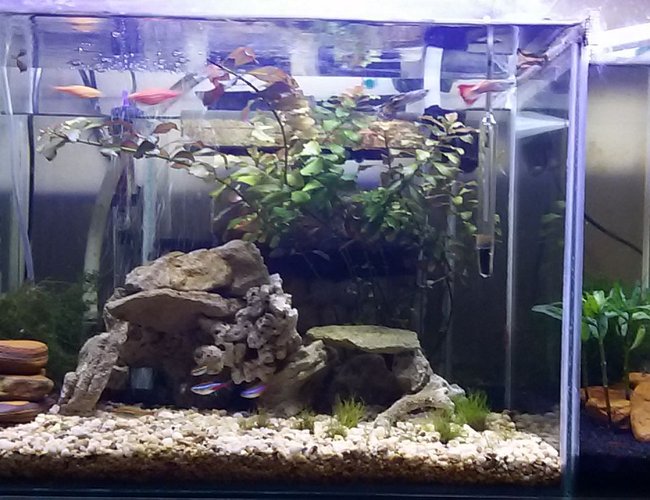 13 gallons planted tank (mostly live plants and fish) - Custom built nano tank & shrimp tank 13 gallons planted tank (mostly live plants and fish) - Custom built nano tank & shrimp tank