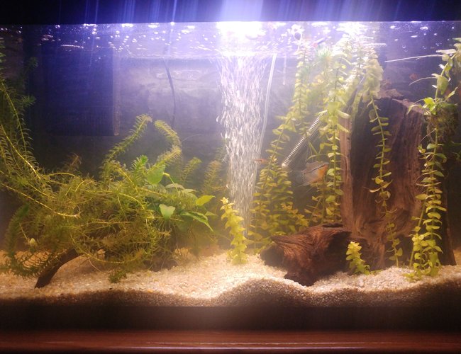 25 gallons planted tank (mostly live plants and fish) - My peaceful small community planted fish tank 25 gallons planted tank (mostly live plants and fish) - My peaceful small community planted fish tank