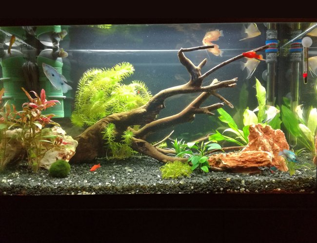 34 gallons planted tank (mostly live plants and fish) - My update of 34 gallon aquarium 34 gallons planted tank (mostly live plants and fish) - My update of 34 gallon aquarium