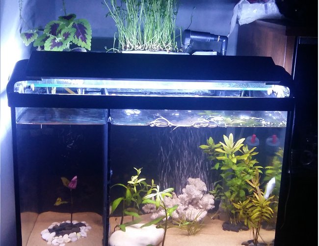 12 gallons planted tank (mostly live plants and fish) - 12 Gallons planted tank. 12 gallons planted tank (mostly live plants and fish) - 12 Gallons planted tank.