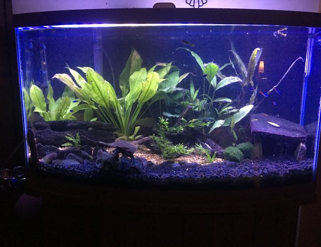 47 gallons planted tank (mostly live plants and fish) - Forgotten Drive. My first tank. 47 gallons planted tank (mostly live plants and fish) - Forgotten Drive. My first tank.