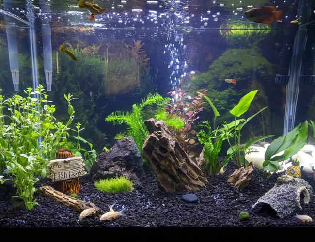 20 gallons planted tank (mostly live plants and fish) - 20G Tall - Gourami/Guppies/Cories 20 gallons planted tank (mostly live plants and fish) - 20G Tall - Gourami/Guppies/Cories