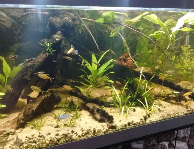50 gallons planted tank (mostly live plants and fish) - My piece of river 50 gallons planted tank (mostly live plants and fish) - My piece of river