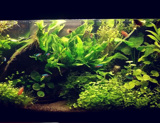 135 gallons planted tank (mostly live plants and fish) - first planted tank 135 gallons planted tank (mostly live plants and fish) - first planted tank