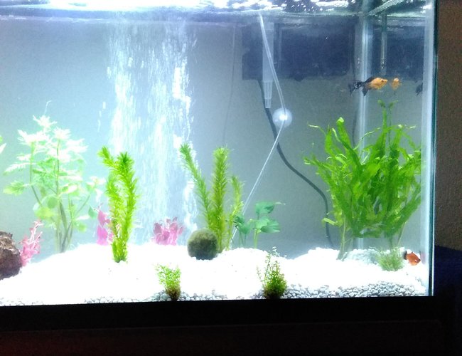 29 gallons planted tank (mostly live plants and fish) - First week; added more plants later. 29 gallons planted tank (mostly live plants and fish) - First week; added more plants later.