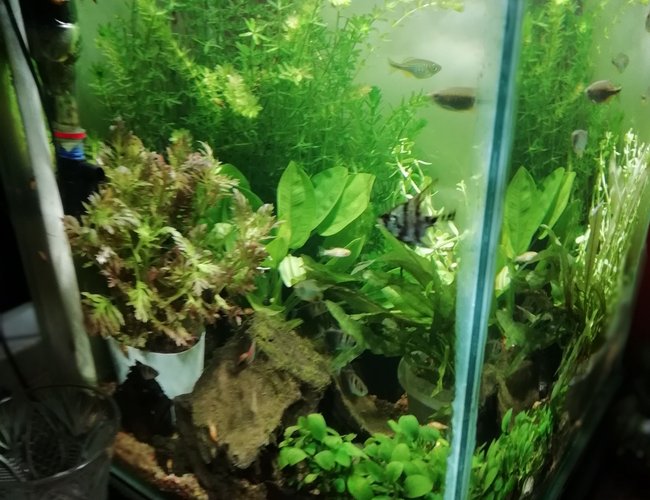 30 gallons planted tank (mostly live plants and fish) - Planted cube 30 gallons planted tank (mostly live plants and fish) - Planted cube