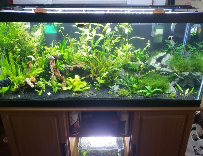 75 gallons planted tank (mostly live plants and fish) - 6 months old, made some changes, as added more driftwood in the left part of tank. 75 gallons planted tank (mostly live plants and fish) - 6 months old, made some changes, as added more driftwood in the left part of tank.