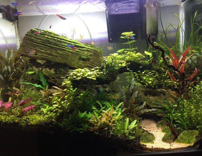 20 gallons planted tank (mostly live plants and fish) - Escarpment in the Jungle 20 gallons planted tank (mostly live plants and fish) - Escarpment in the Jungle
