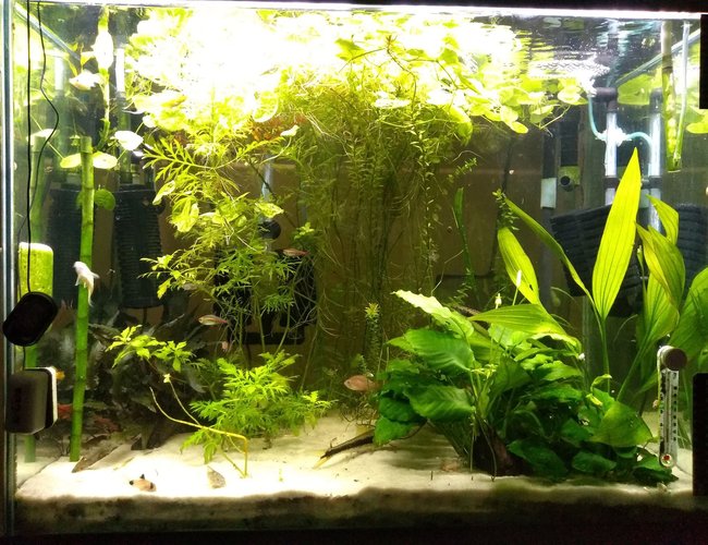 56 gallons planted tank (mostly live plants and fish) - Under Construction 56 gallons planted tank (mostly live plants and fish) - Under Construction