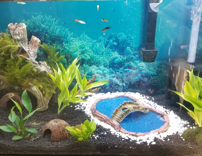 65 gallons planted tank (mostly live plants and fish) - My new 65g after a week. 65 gallons planted tank (mostly live plants and fish) - My new 65g after a week.