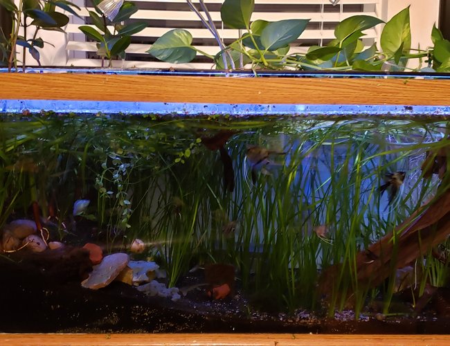 36 gallons planted tank (mostly live plants and fish) - planted 75 36 gallons planted tank (mostly live plants and fish) - planted 75