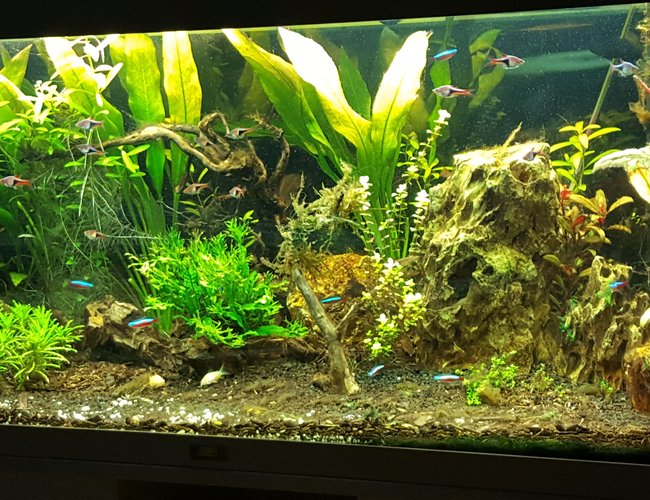 100 gallons planted tank (mostly live plants and fish) - early stages planted tank 100 gallons planted tank (mostly live plants and fish) - early stages planted tank
