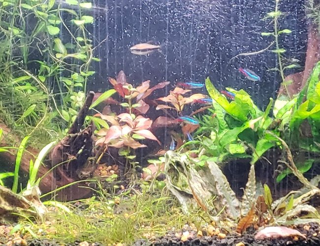 29 gallons planted tank (mostly live plants and fish) - 29 gallon 29 gallons planted tank (mostly live plants and fish) - 29 gallon