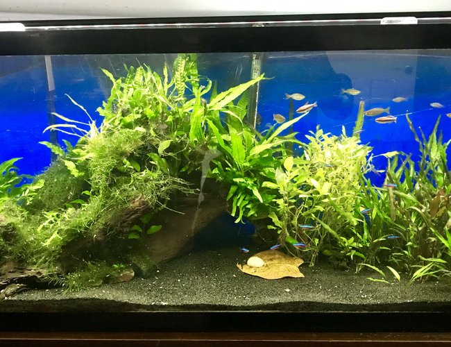 55 gallons planted tank (mostly live plants and fish) - 55 Gallon Planted 55 gallons planted tank (mostly live plants and fish) - 55 Gallon Planted