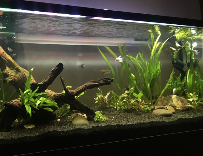 55 gallons planted tank (mostly live plants and fish) - New 55 Gallon Planted Tank 55 gallons planted tank (mostly live plants and fish) - New 55 Gallon Planted Tank