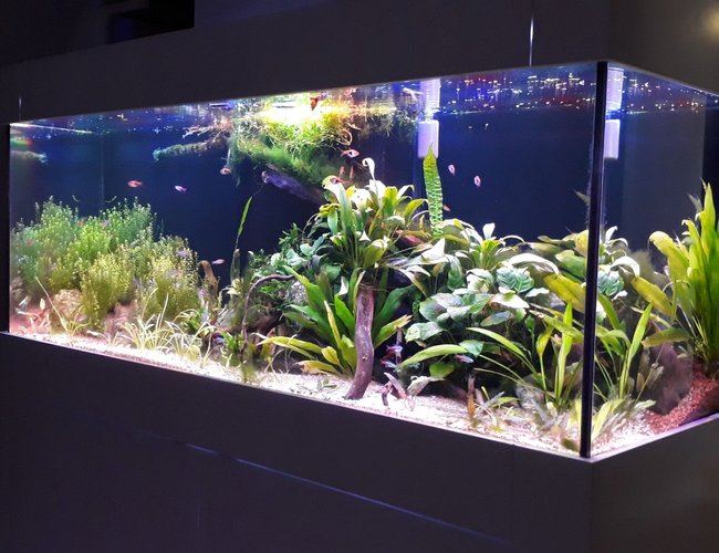 99 gallons planted tank (mostly live plants and fish) - 150*50*50 cm (99 US GALLON), 30 GALLON sump Low tech, DIY Power LED (1 watt) 56 watts fixturePlants: Cryptocoryne Usteriana Red, Sagittaria subulata, Cryptocoryne wendtii brown & green, Bucephalandra Angel Tears, Bucephalandra green wavy, JAVA FERN, Anubias (diff varieties), hydrocotyle tripartita, Bolbitis Heteroclita Difformis, Nymphaea Tiger Lotus (new), Rotala Rotundifolia, Pearlweed, Amazon swords, Pogostemon Helferi, Taiwan Moss. 99 gallons planted tank (mostly live plants and fish) - 150*50*50 cm (99 US GALLON), 30 GALLON sump Low tech, DIY Power LED (1 watt) 56 watts fixturePlants: Cryptocoryne Usteriana Red, Sagittaria subulata, Cryptocoryne wendtii brown & green, Bucephalandra Angel Tears, Bucephalandra green wavy, JAVA FERN, Anubias (diff varieties), hydrocotyle tripartita, Bolbitis Heteroclita Difformis, Nymphaea Tiger Lotus (new), Rotala Rotundifolia, Pearlweed, Amazon swords, Pogostemon Helferi, Taiwan Moss.