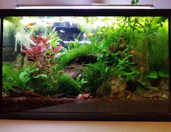 20 gallons planted tank (mostly live plants and fish) - My 5 1/2 gallon low tech planted tank with white cloud minnows and lots of shrimp. Plants are mostly java moss, java fern and anubias. 20 gallons planted tank (mostly live plants and fish) - My 5 1/2 gallon low tech planted tank with white cloud minnows and lots of shrimp. Plants are mostly java moss, java fern and anubias.