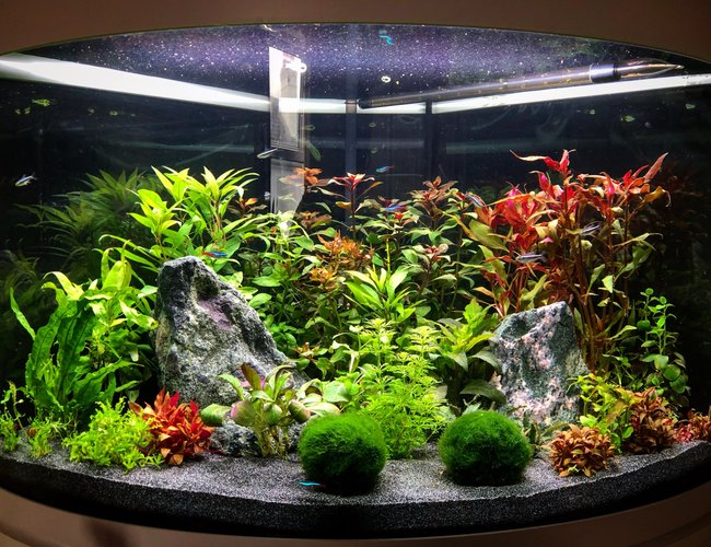 92 gallons planted tank (mostly live plants and fish) - 140l Tetra Planted corner Planted tankIwagumi/Ducth infulence 92 gallons planted tank (mostly live plants and fish) - 140l Tetra Planted corner Planted tankIwagumi/Ducth infulence