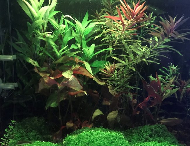 15 gallons planted tank (mostly live plants and fish) - My Tank 15 gallons planted tank (mostly live plants and fish) - My Tank