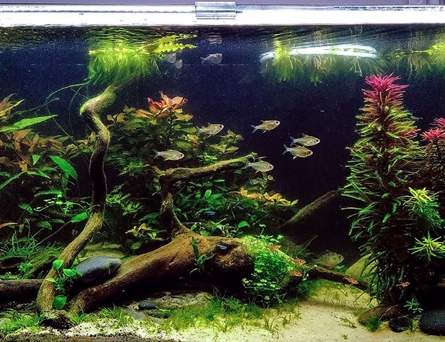 48 gallons planted tank (mostly live plants and fish) - my planted tank 48 gallons planted tank (mostly live plants and fish) - my planted tank