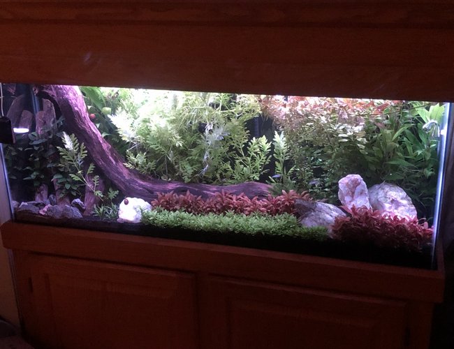55 gallons planted tank (mostly live plants and fish) - 55 Gallon Planted 55 gallons planted tank (mostly live plants and fish) - 55 Gallon Planted