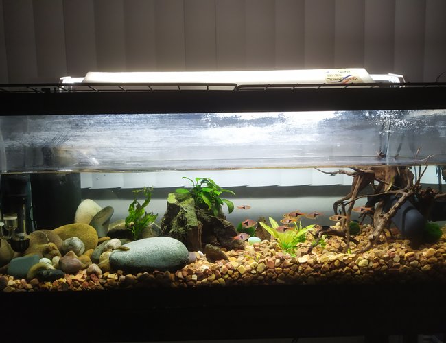 20 gallons planted tank (mostly live plants and fish) - New setup, add a UV filter and removed all of the old gravel and put in new ones. 11 Rasaboras, 2 Otos, bunch of blue shirmps, and one guppie ( my wifes only fish ) also have a DIY CO2 generator added. 20 gallons planted tank (mostly live plants and fish) - New setup, add a UV filter and removed all of the old gravel and put in new ones. 11 Rasaboras, 2 Otos, bunch of blue shirmps, and one guppie ( my wifes only fish ) also have a DIY CO2 generator added.