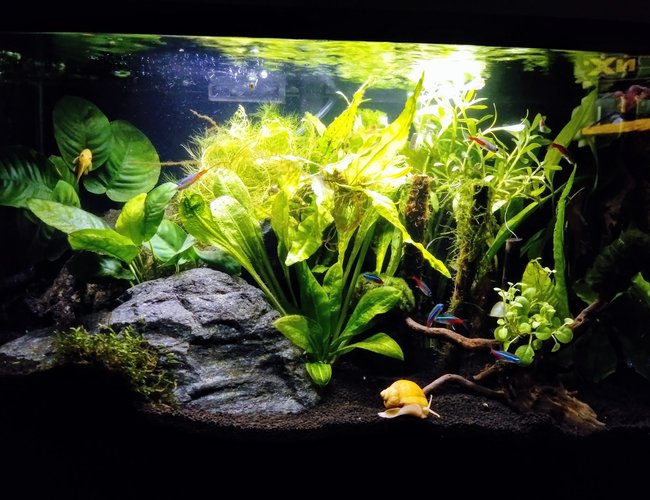 10 gallons planted tank (mostly live plants and fish) - Bruce banner! 10 gallons planted tank (mostly live plants and fish) - Bruce banner!