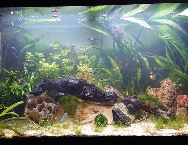 44 gallons planted tank (mostly live plants and fish) - First ever live planted aquarium 44 gallons planted tank (mostly live plants and fish) - First ever live planted aquarium