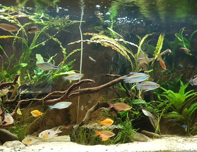 100 gallons planted tank (mostly live plants and fish) - The tank is slowly growing into it's own, roughly 2 months in 100 gallons planted tank (mostly live plants and fish) - The tank is slowly growing into it's own, roughly 2 months in